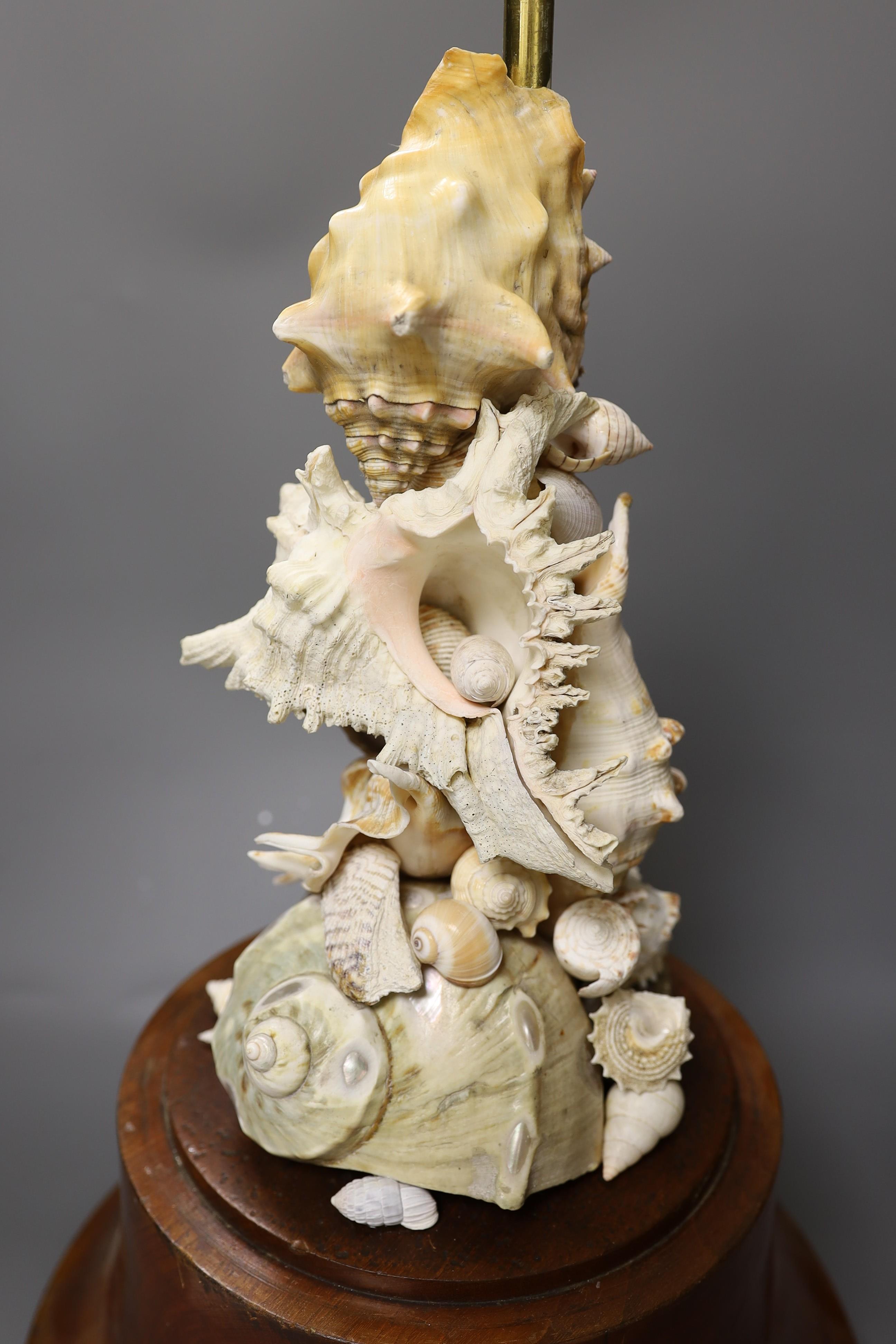 A shell display, on mahogany stand, under a glass dome 50cm total height